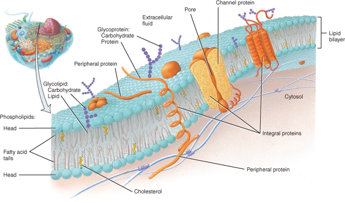 Lipid bilayer - two layers of phospholipids with a embedded cholesterol, glycolipids & integral proteins