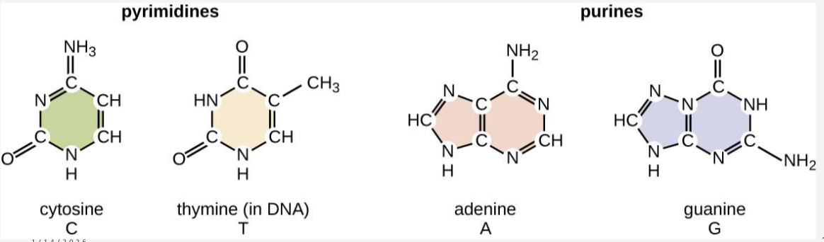 <p><strong>pyrimidines </strong>(cytosine and thymine) and <strong>purines </strong>(adenine and guanine) </p>