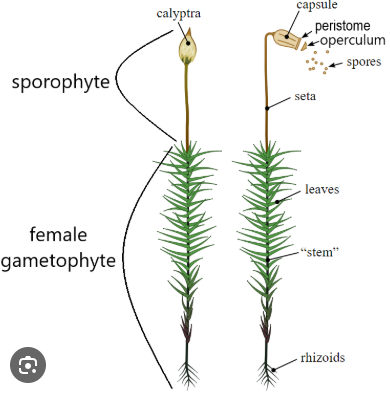 <p>a gametophyte and sporophyte - bryophyte (moss)</p>