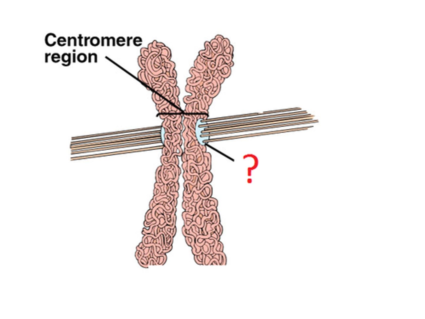 <p>A group of proteins located at the centromere. It is attached to the long spindle fibers during cell division.</p>