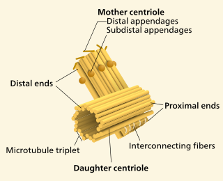 <p>microtubules and they pull chromosomes apart </p>