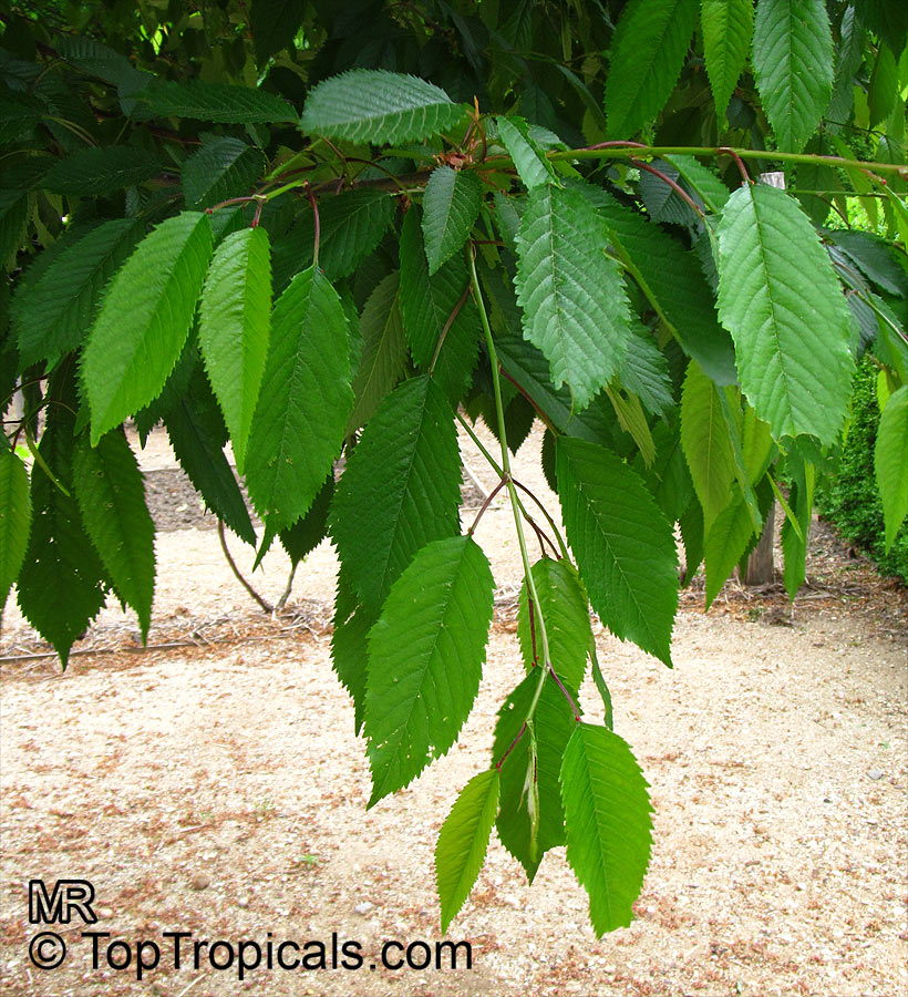<p>Whose leaf is this?</p>