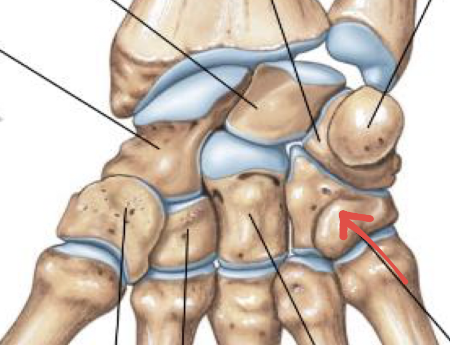 <p>what is this part of the hand?</p>