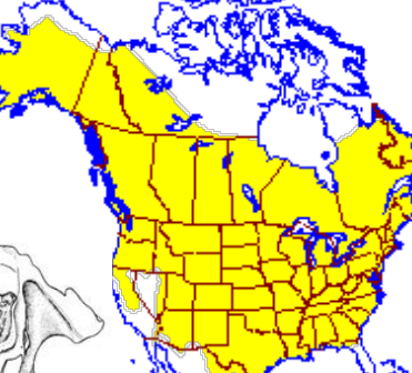 <p>Which species fits the following habitat and management concerns?</p><p><br>Habitat: Lakes, ponds, rivers, and streams</p><p>Management issues: Important historical furbearer; keystone species in riparian habitats; dam waterways; flood properties and managed forests; cut privately owned trees</p>