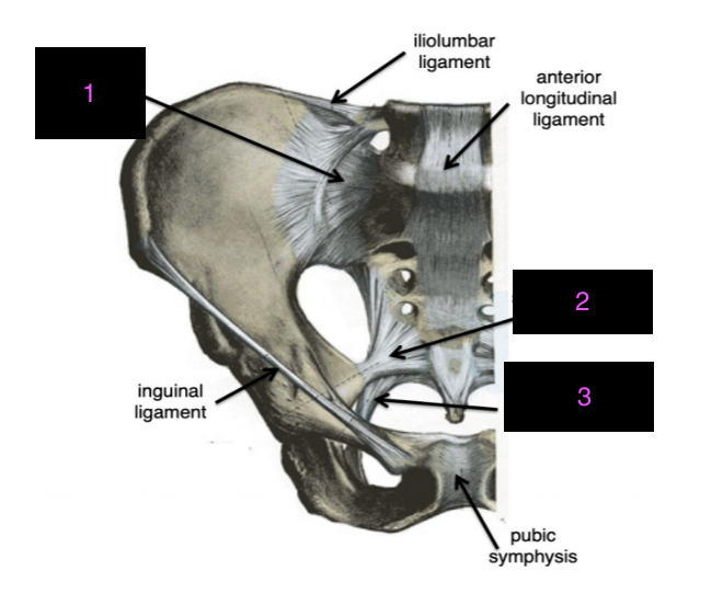 <p>name the labeled ligaments</p>