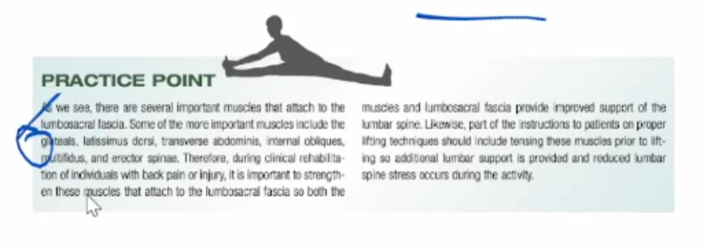 <ul><li><p>B</p></li><li><p>tendency to have hip flexor tightness</p></li></ul><p></p>