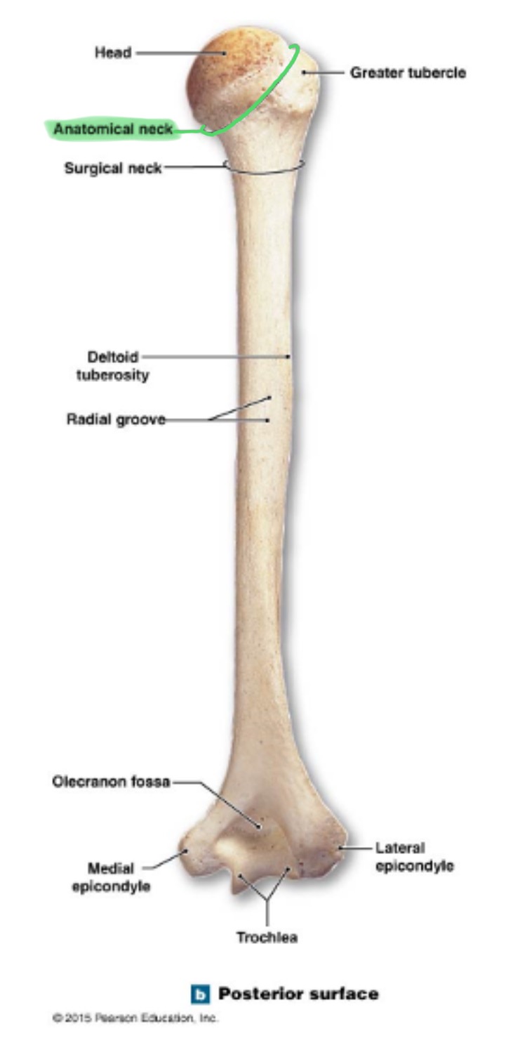 <p>anatomical neck of humerus</p>