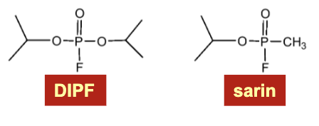 <p>organofluorophosphate neurotoxins → irreversibly inactivate these enzymes by covalent modification of highly reactive serines</p><p>Ex. diisopropylfluorophosphate (DIPF) and sarin</p><p>These compounds irreversibly inactivate these enzymes by covalent modification of highly reactive serines</p>
