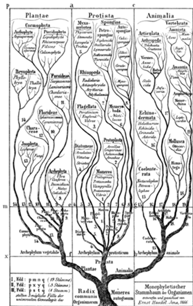 <p>Evolutionary history of a species or group of species.</p>