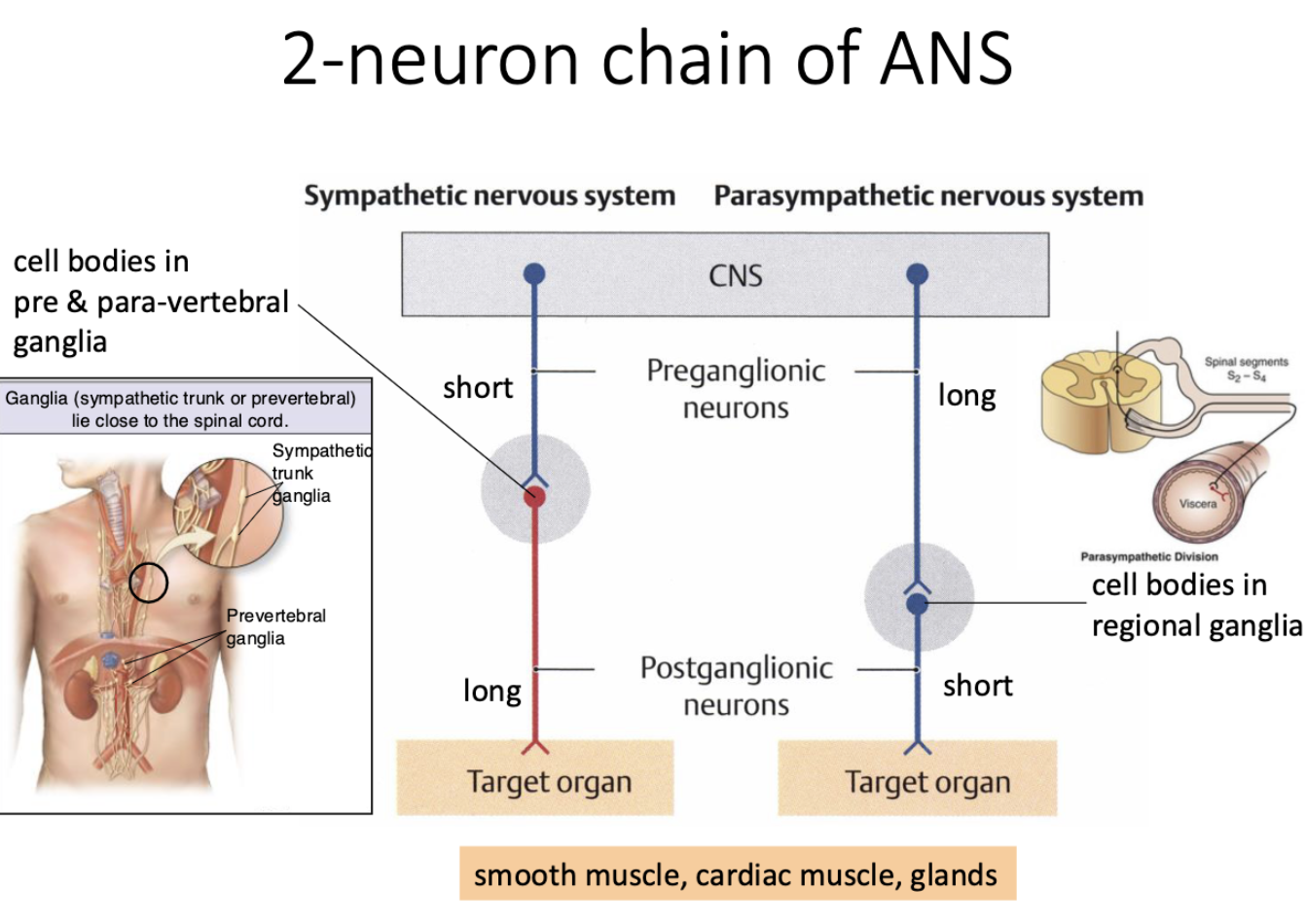 <ul><li><p>sympathetic NS</p><ul><li><p>short preganglionic neruon</p></li><li><p>long postganglionic neruon</p></li><li><p>cell bodies in pre and para-vertebral ganglia</p></li></ul></li><li><p>parasympathetic NS</p><ul><li><p>long preganglionic neruon</p></li><li><p>short postganglionic neruon</p></li><li><p>cell bodies in regional ganglia</p></li></ul></li></ul><p></p>
