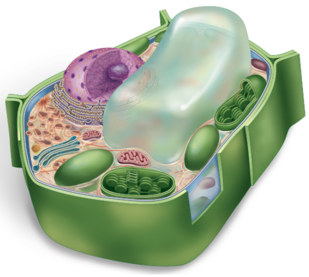 <p>F: protect and maintain the shape of the cell and helps the cell withstand the water turgor (pressure) of the cell.</p><p class="E771 x-scope qowt-point-para-7" style="text-align: left">Found in plant, algae, fungi, bacteria and archaea cells</p>