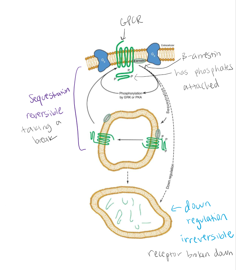 <p>Figure 10.20 Additional intracellular pathways associated with desensitization of GPCRs. GPCRs are phosphorylated (noted with P) on their intracellular domains by PKA, GRK, and other protein kinases. The phosphorylated form of the receptor can be removed from the cell surface by a process called sequestration with the help of the adapter protein β-arrestin; thus, fewer binding sites remain on the cell surface for transmitter interactions. In intracellular compartments, the receptor can be dephosphorylated and returned to the plasma membrane in its basal state. Alternatively, the phosphorylated receptors can be degraded (downregulated) by targeting to a lysosomal organelle. Degradation requires replenishment of the receptor pool through new protein synthesis.</p>