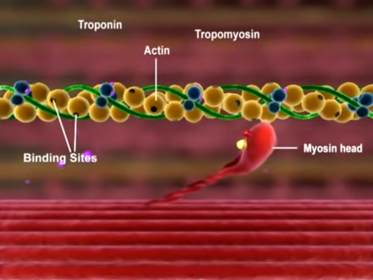 <p><strong>Preparation Phase (Before the Cycle Begins):</strong></p><ul><li><p><strong>Calcium Release</strong>: Calcium ions are released from the <strong>sarcoplasmic reticulum</strong></p></li><li><p><strong>Troponin Activation</strong>: Calcium binds to <strong>troponin</strong>, causing a shape change</p></li><li><p><strong>Tropomyosin Movement</strong>: This shifts <strong>tropomyosin</strong>, exposing <strong>myosin-binding sites</strong> on actin</p></li><li><p><strong>Myosin Head Activation</strong>: ATP binds to the <strong>myosin head</strong>, is hydrolyzed to <strong>ADP + Pi</strong>, energizing (cocking) the head</p></li></ul><p></p>