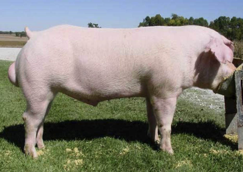 <p>Type and Breed </p>