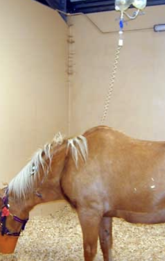 <p>-albumin <2.5g/dL</p><p>-increased globulin</p><p>-30% increase in prothrombin time</p><p>-increased GGT/ALP with normal or low AST/SDH</p><p>-marked fibrosis</p><p>-encephalopathy or hemolysis</p><p>-bile acids >50umol/L</p>