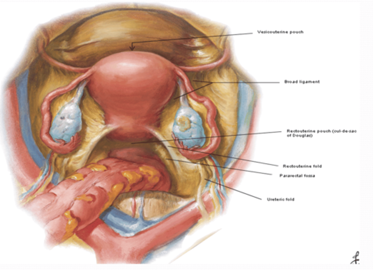 <p>What are the FEMALE peritoneal reflections? (6) </p>