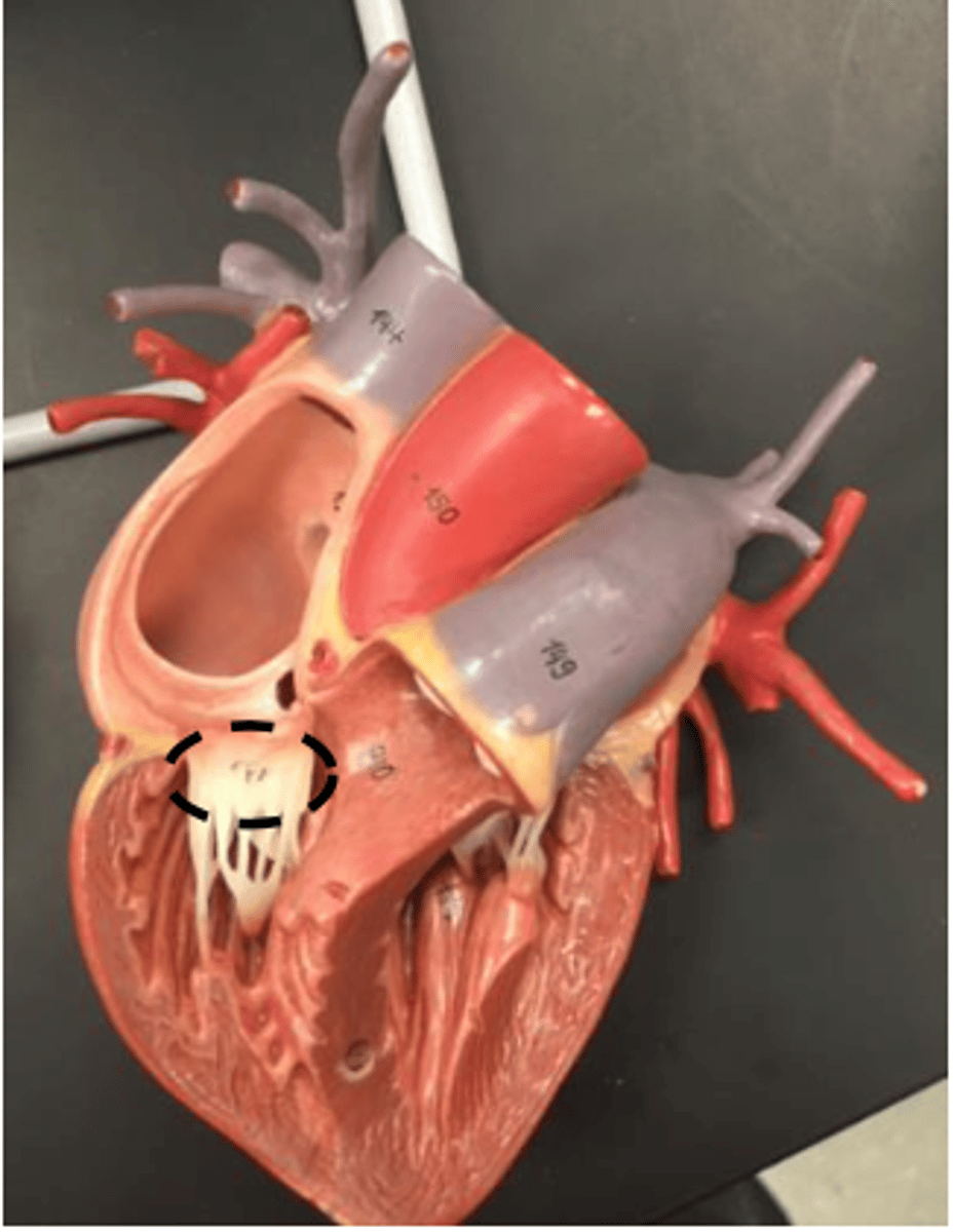 <p>AKA: right atrioventricular valve, (Found on top of the chordae tendineae)</p>