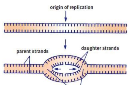 <p>DNA unwinds at points to begin replication</p>