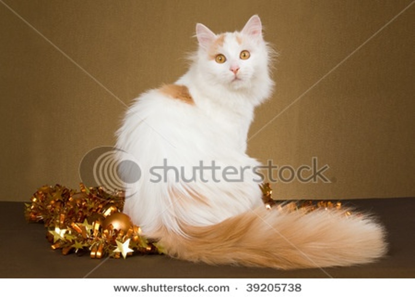 Turkish Van