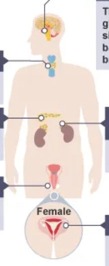 <p>label the endocrine glands.</p>