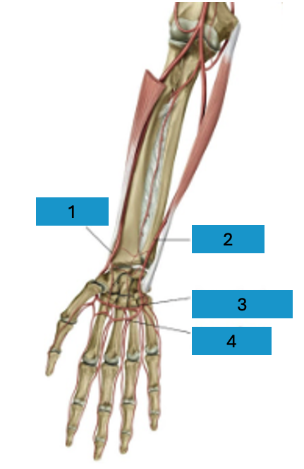 <p>Arteriën onderarm</p>