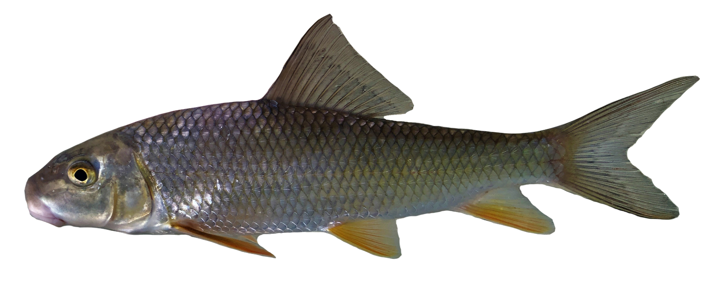 <p>Catostomidae;</p><p>Black Redhorse;</p><p>Moxostoma <span><span>duquesnei</span></span></p>