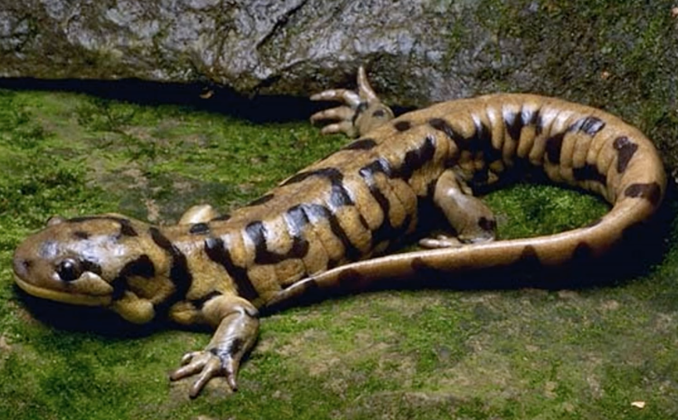 Tiger salamander
