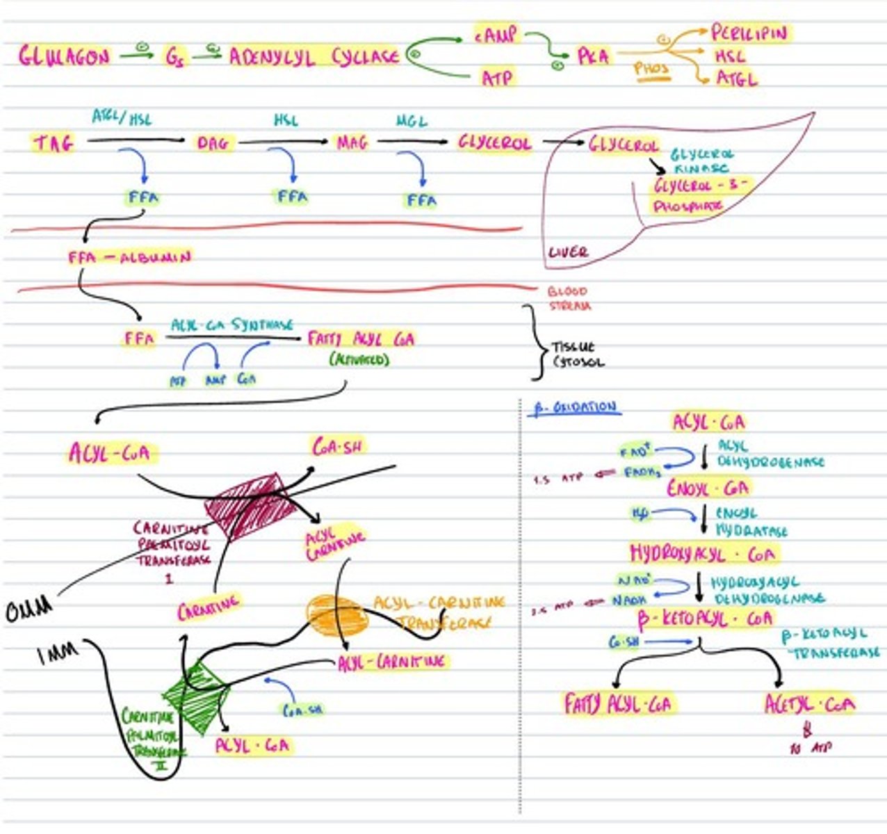 knowt flashcard image
