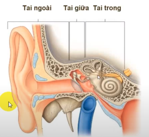<p>Tai gồm 3 phần nào ? </p>