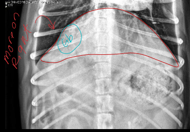 <ul><li><p>extend to costal arch</p></li><li><p>tapers</p></li><li><p>don’t see gallbladder (right)</p></li></ul><p></p>