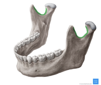 O mandibular