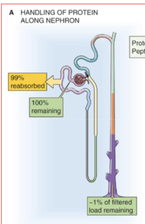 <ul><li><p>Although the glomerular filtration barrier generally prevents the filtration of large amounts of protein, this restriction is incomplete. </p></li><li><p>tubules reabsorb 99% of filtered albumin</p></li></ul><p></p>