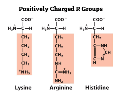 <p>Lysine<br>
Arginine<br>
Histidine </p>