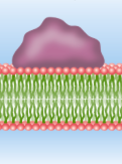 bound to the surface of the membrane