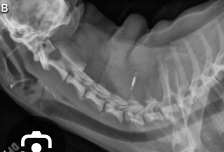 <p>lateral extended</p>