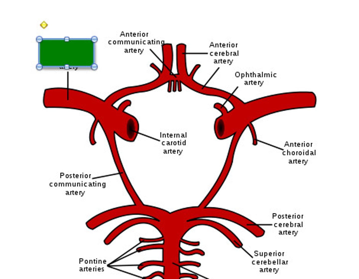 <p>Supplies lateral cortex, motor strip, parietal lobe, Broca's area, and Wernicke's.</p>