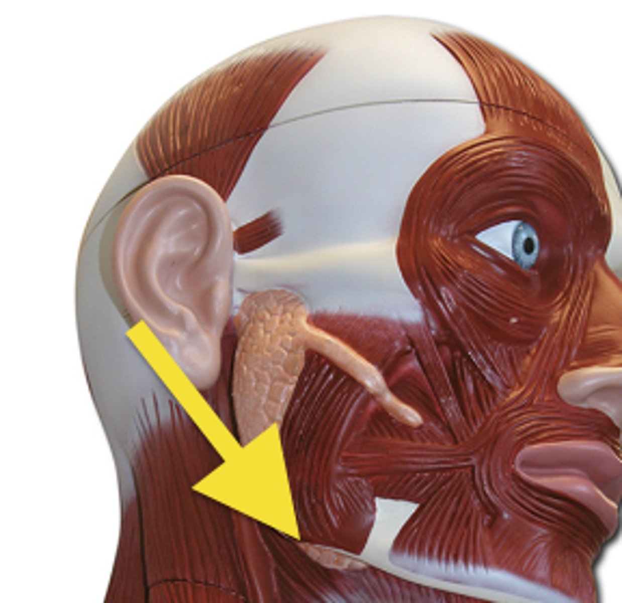 <p>What gland is this?</p>
