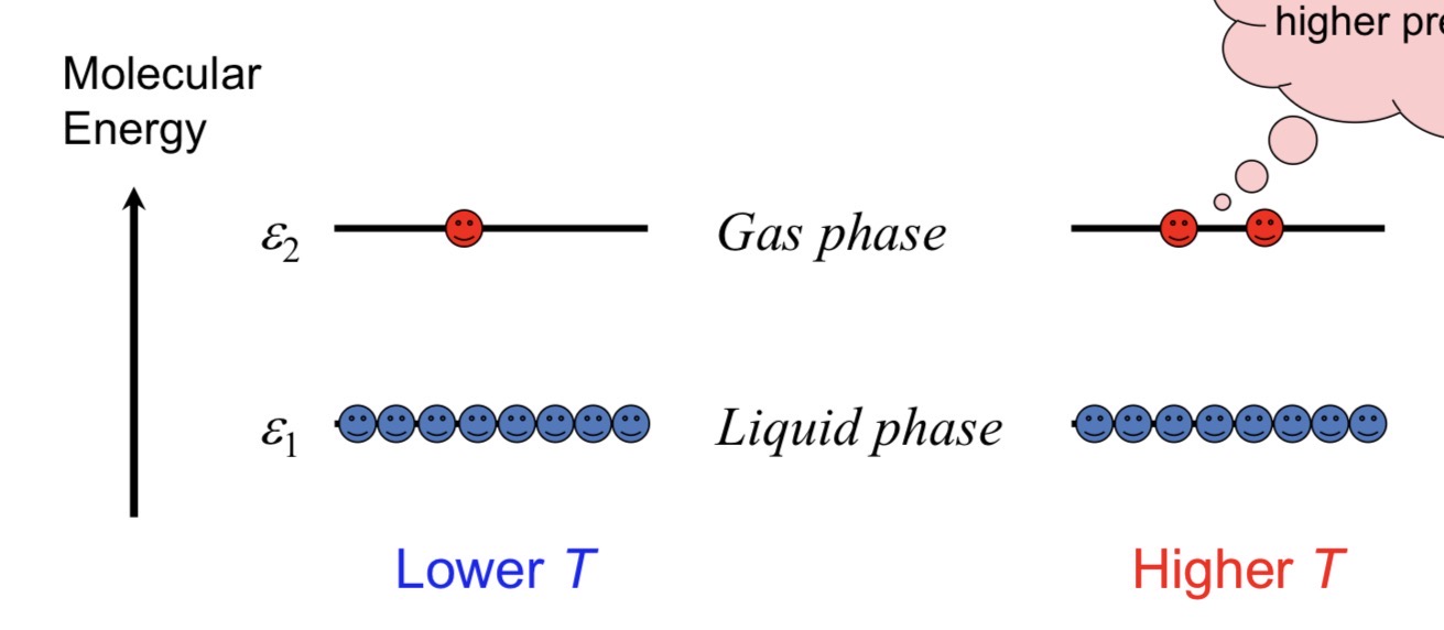 <p><span><span>Higher temperature → more molecules have enough energy to enter gas phase.</span></span></p>