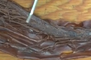 <p>The enlargement of the spinal cord at its distal portion, giving off nerves that innervate the lower limbs.</p>