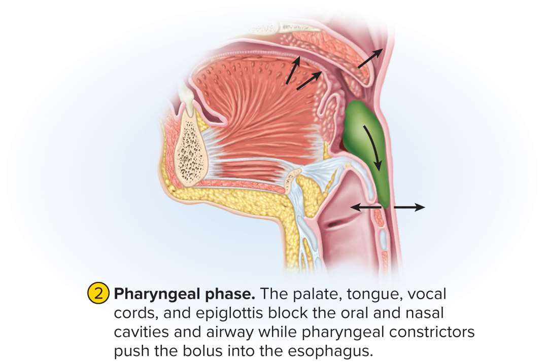<p>Pharyngeal phase</p>
