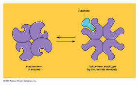 A kind of allosteric regulation whereby a shape change in one subunit of a protein caused by substrate binding is transmitted to all the others, facilitating binding of subsequent substrate molecules.