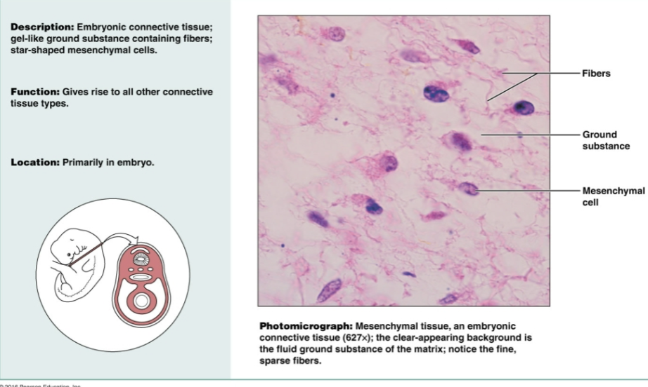 <p>Gel-like ground substance containing fibers, star-shaped mesenchymal cells. Functions to give rise to all other connective tissue types in embryo</p>