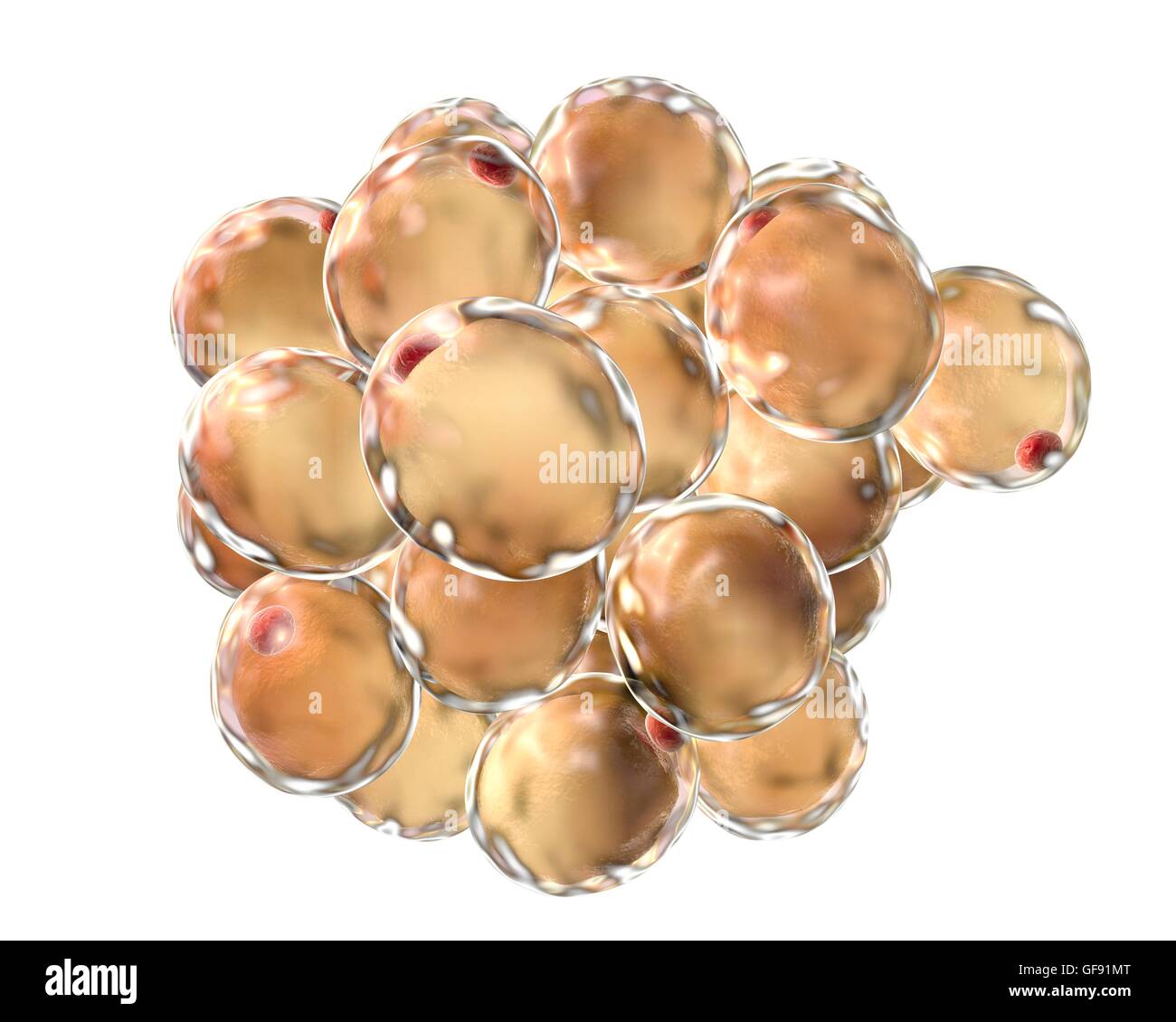 <p>adipocytes: Lipid-filled cells</p>