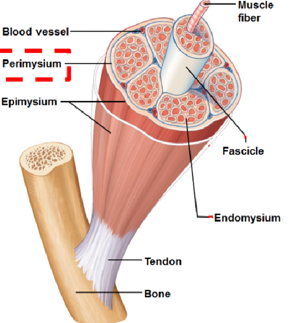 <p>sheath of connective tissue that covers fascicle</p>