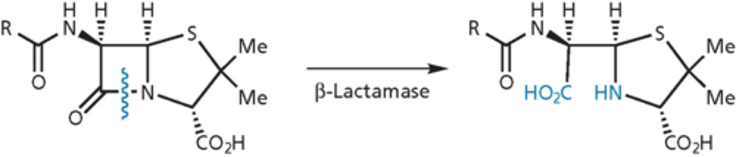 <p>- mutated from transpeptidases - do not have transpeptidase activity, no cross-linking</p><p>- very efficient: hydrolyze 1000 molecules per second</p><p>- contain an active site serine that forms an ester link that is then cleaved to release product</p><p>- turnover number is very high, enzyme protects the bug</p><p>- antibacterial activity when b-lactam ring is open is gone</p><p>- gram-negative (more deadly because more concentrated) and gram-positive</p>