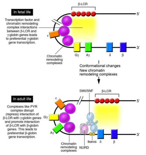 knowt flashcard image