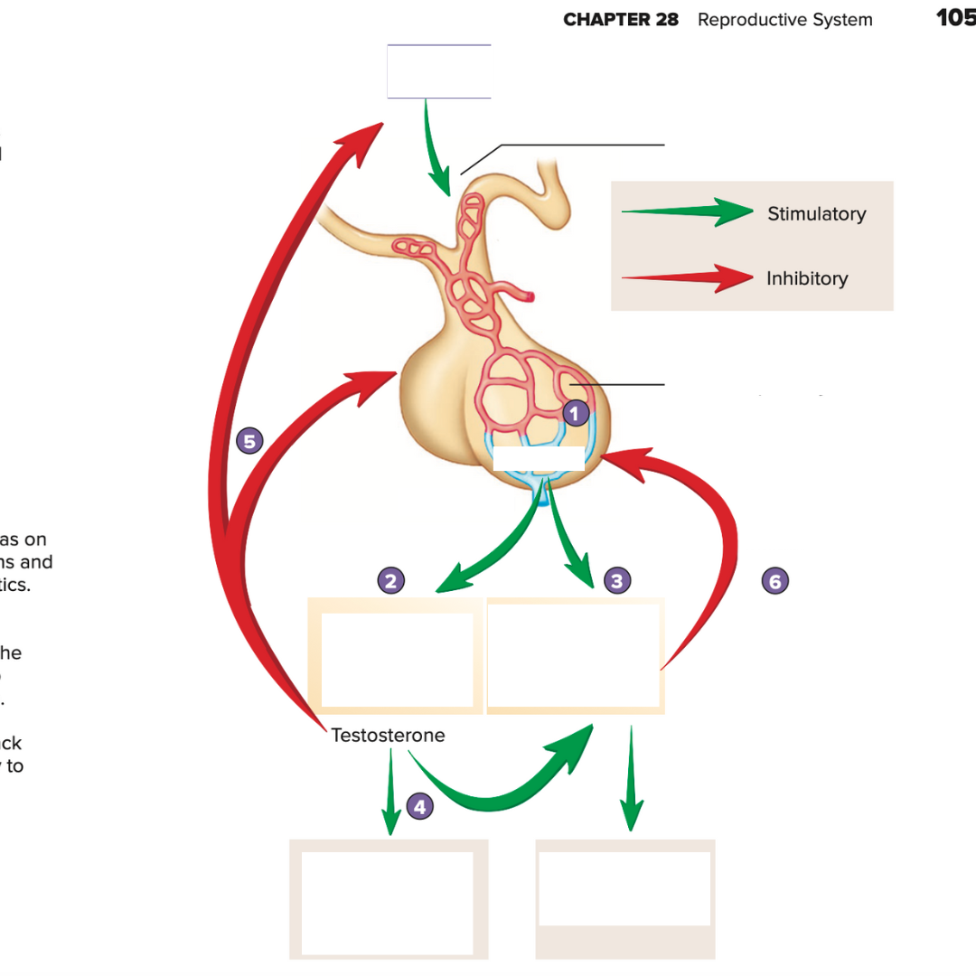 <p>1st step in Regulation of Reproductive Hormone Secretion in Males</p>