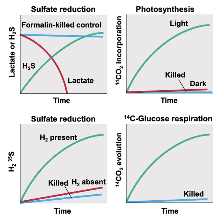 <p>reveals processes happening in an environmental sample</p><p>need a killed control to account for abiotic processes that could prouce the measured compounds</p><p></p><p>assays give <strong>rates of reactions</strong> <strong>occurring</strong> in samples from specific environments</p><p></p><p>DONT tell u WHAT organism is present or WHO IS DOING IT</p><p></p>