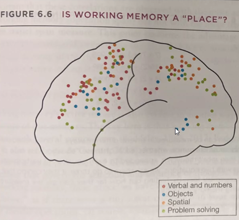 <p>______________ -<strong> </strong><span><strong>a term for the set of mental operations, not a specific place in the brain.</strong></span></p><ul><li><p><span>Reflects the currently activated portion of LTM</span></p></li></ul><p><span>We have a system called working memory, but its not that its located in one specific location but is all over the place</span></p>