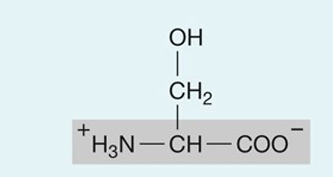 <p>hydrophillic</p>